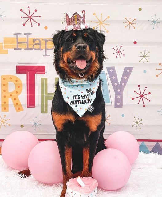 The fabulous @maggie.the.doxie in her Astros bandana